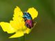 Anthaxia_salicis_San_Vittorino_16-V-2011_F067.JPG