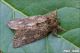 Peridea_anceps_5555.jpg