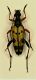 (Cerambicide) Strangalia maculata.jpg