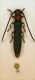 (Cerambicide) Oberea erythrocephala.JPG