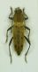 (Cerambicide) Chlorophorus pilosus glabr..JPG