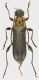Grammoptera.jpg