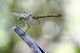Sympetrum Striolatum femmina 2.JPG