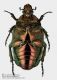Cetonia_aurata_pisana_ventrale_FEI_clido.jpg