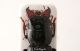 Acinopus (Oedematicus) megacephalus (P. Rossi, 1794).jpg