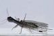 Raphidiidae - 11 mm -20110508_024.jpg