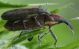 IMG_6795 Curculionidae.jpg