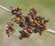 Hoplia-dubia-2.jpg
