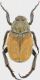 Hoplia-dubia-bis.jpg