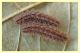 larva.JPG