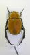 DSCN5541 hoplia3.jpg
