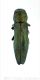 Agrilus sericanswtmk.jpg