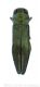 Agrilus graminis_fwtmk.jpg