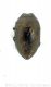 Trachys puncticollis rectilineatawtmk.jpg
