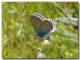 Cyaniris-semiargus-13-maggio.jpg