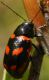 IMG_7321 Chrysomelidae.jpg