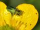 Buprestidae - Anthaxia sp - 6 mm -20110514_064.jpg