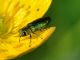 Buprestidae - Anthaxia sp - 6 mm -20110514_067.jpg