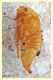 pupa di Scarabaeidae.JPG