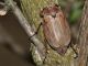 Melolonthidae - Melolontha melolontha - 26 mm -20110425_166.jpg