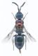 Cleptes sp.jpg