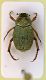 Hoplia minuta 01.JPG