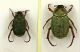 Hoplia minuta doppio.JPG