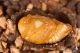 Cetonia_aurata_IMG_9397.JPG
