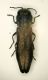 Agrilus quercia.JPG