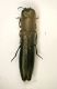 Cylindromorphus.JPG