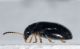 coleo2 - 2 mm -20110524_099.jpg