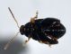 coleo2 - 2 mm -20110524_103.jpg