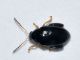 coleo2 - 2 mm -20110524_095.jpg