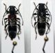 anagliptus misticus 2.jpg