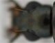 particolare microscultura capo.jpg