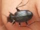 IMGP1061 Carabidae2.jpg