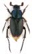Amphycoma abdominalis male 8 mm.- Veneto - Tovena 500 mt.- 15- V-2011- Leg. Franco sandel.jpg