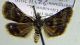 crambidae 01 sp.jpg