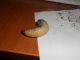 dscn1487.jpg