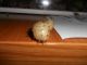 dscn1488.jpg