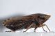 cicalina - 5 mm -20110525_117.jpg