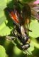 IMG_6822 Sphecidae.jpg