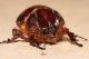 Phyllognatus excavatus. Porto Palo - AG. 19 Settembre 2009 d (7).jpg