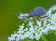 otiorhyncus cardiniger rid.jpg
