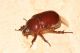 Phyllognatus excavatus. Porto Palo - AG. 19 Settembre 2009 c (4).jpg
