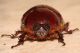 Phyllognatus excavatus. Porto Palo - AG. 19 Settembre 2009 c.jpg