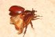 Phyllognatus excavatus. Porto Palo - AG. 19 Settembre 2009 c (6).jpg