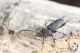 Ropalopus_macropus_IMG_9514.JPG