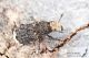 Platyrhinus_resinosus_IMG_9569.JPG