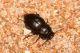 Carabidae. Dune del Belice - TP. 19 Settembre 2009.jpg